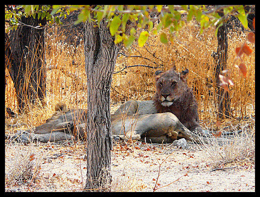 lions